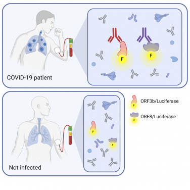 Researchers at HKU Pasteur Research Pole, School of Public Health, LKS Faculty of Medicine at The University of Hong Kong (HKUMed) used Luciferase Immunoprecipitation System (LIPS) assay and discovered that ORF8 and ORF3b are major targets of SARS-CoV-2 humoral immune response and can be used for more specific testing of COVID-19 infection.
Blood from COVID-19 patients contains antibodies early after infection, that bind ORF3b and ORF8 proteins. These antibodies were detected by proteins tagged with fluorescent labels by LIPS. As these proteins are unique to the SARS-CoV-2 virus, antibodies from uninfected people would not bind these targets. Thus, LIPS is able to demonstrate a significant difference in antibodies between COVID-19 patients and uninfected (negative) people. (Figure: generated by Biorender)
